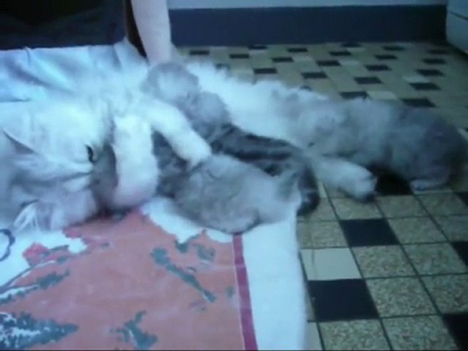 2010-bb-dentelle-12.08.2010