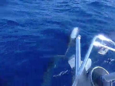 Enorme session dauphins en corse sur Naïade