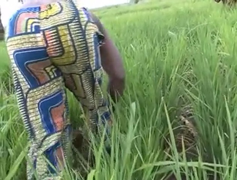 Togo: des agriculteurs encouragés à cultiver du riz africain