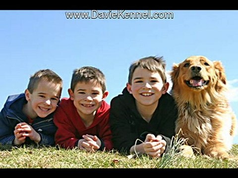 Pets in your will? Pet resorts or boarding should be in wil