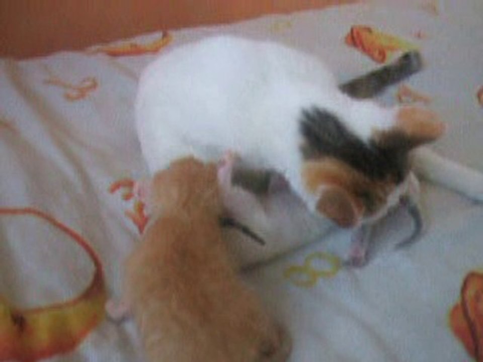 la naissance de mes chats