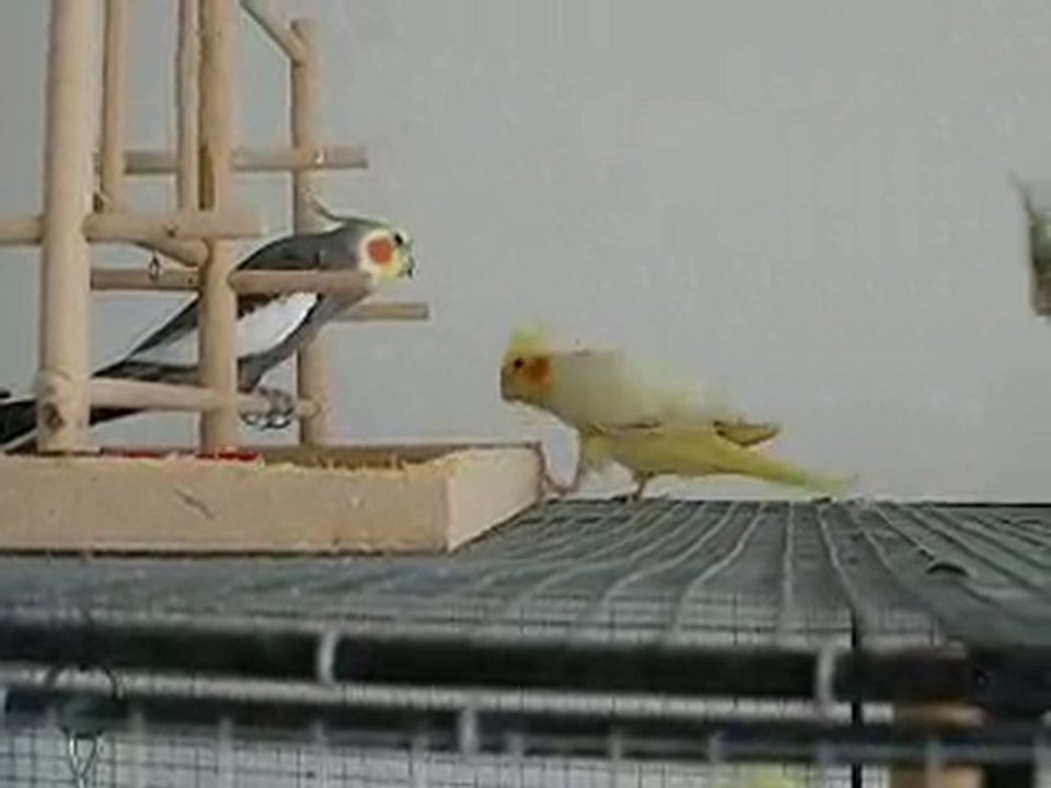 Coco charme Willow 11-08-10