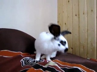 Géant Papillon mâle 4 mois à adopter