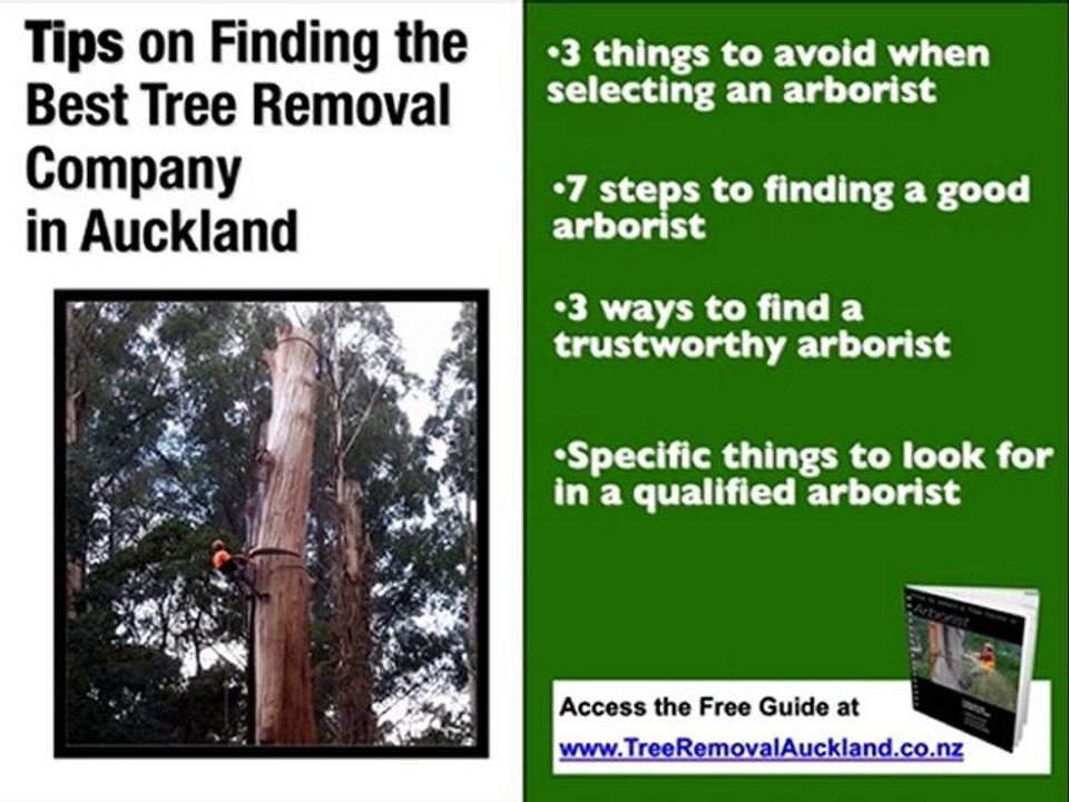 7 Steps to Hiring a Tree Removal Co. in Auckland