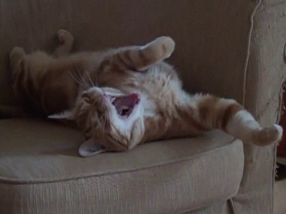 La dure vie de chat (le retour)