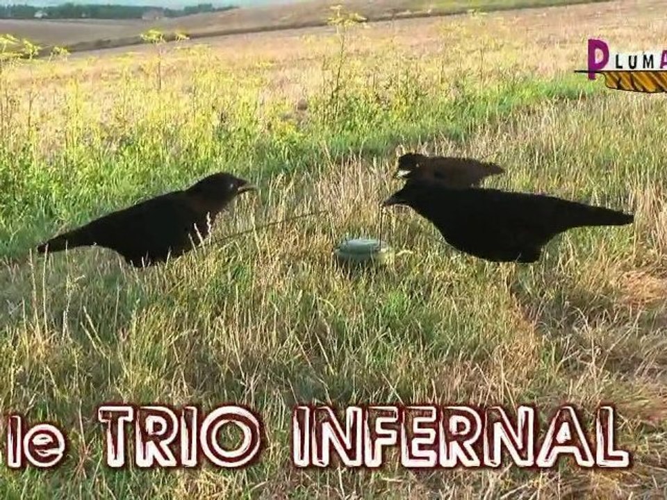 manège et appeau chasse corbeau corneille