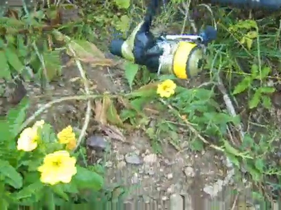 petit brochet 58 cm dans les herbiers pris par Victor