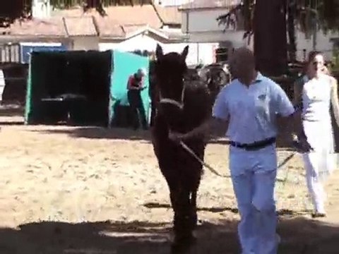 Etna des Bruyères -Concours Frison 2010 - 2/2
