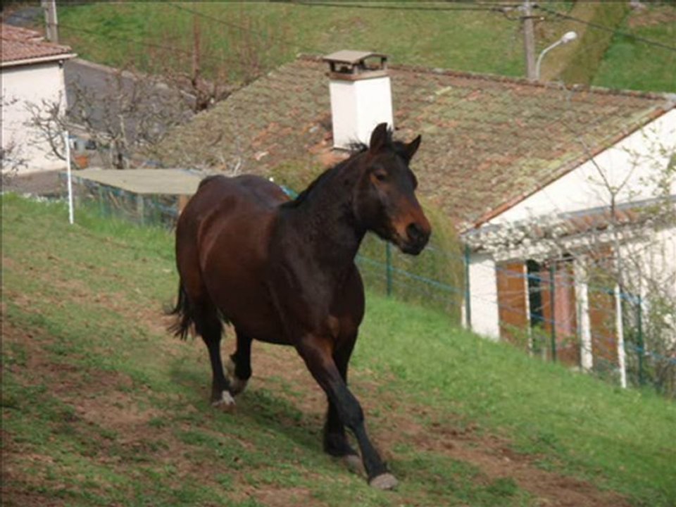 Année 2009-2010 à cheval