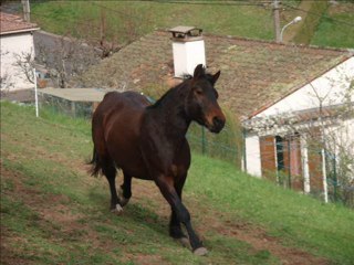 Année 2009-2010 à cheval