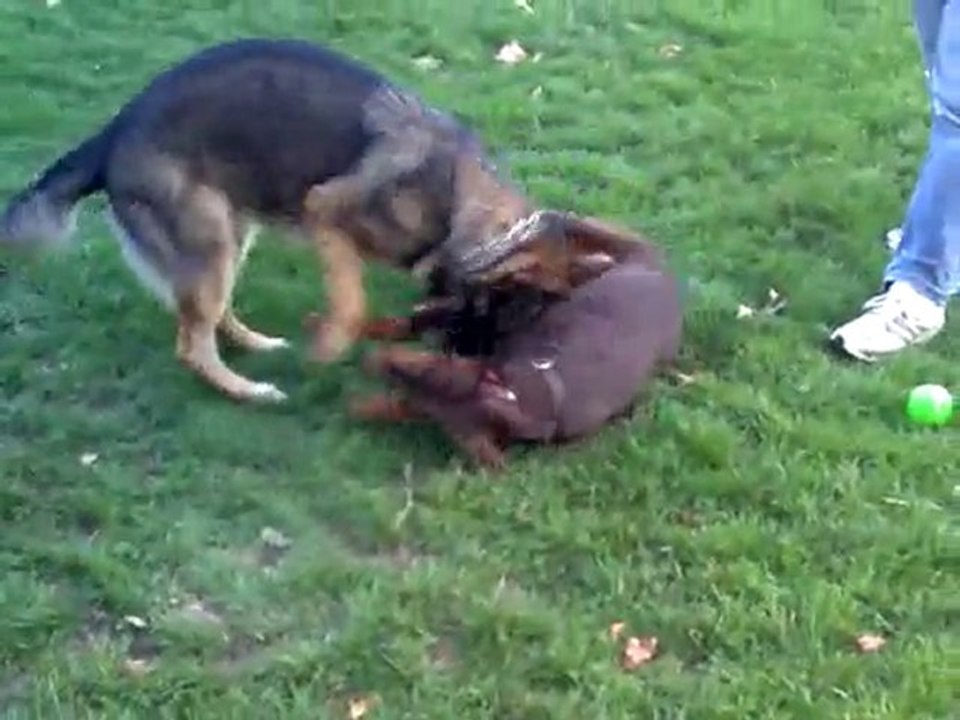 Dragone et Bibi