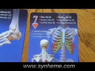 Human skeleton playing cards