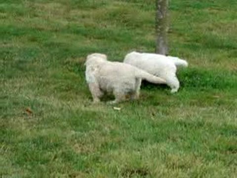 LA PREMIERE SORTIE DANS LE JARDIN MOV06964