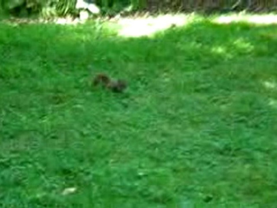 Petits écureuils du jardin de Métis (QC)