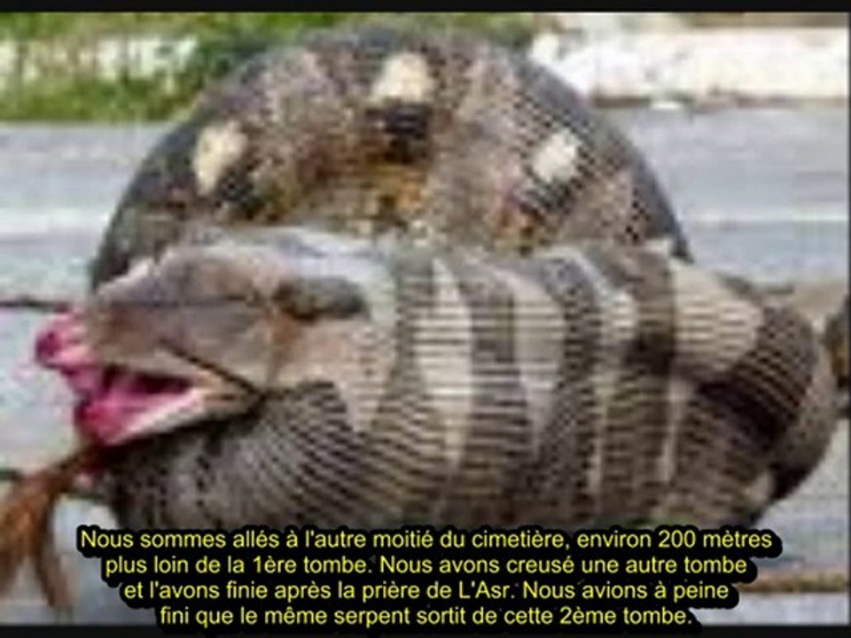 Serpent Dans La Tombe