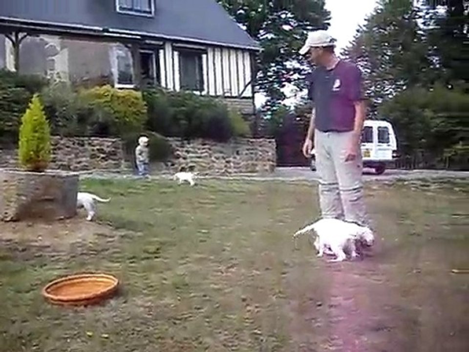 Chiots dogues argentins