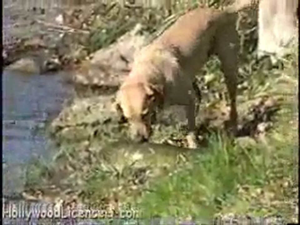 Tazzia a la peche