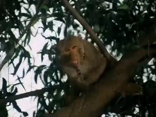 Maha Chor (1976) - Meethi Meethi Aakhiyon Se