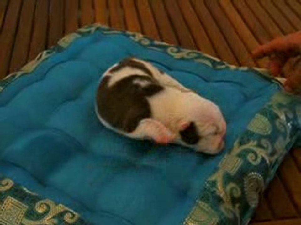 chiot bulldog