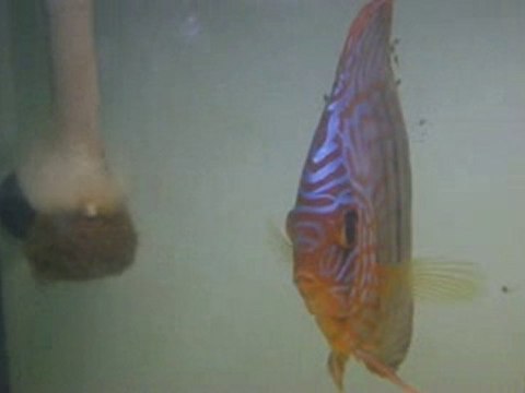 repro discus 2eme jour de nage libre