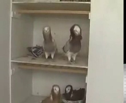 mantolu güvercin üretimhanesi guvercinrehberi.com