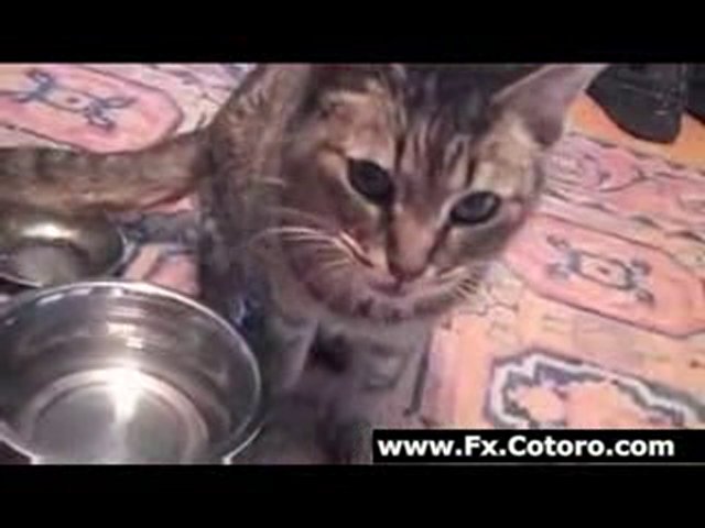 Strange Drinking Cat
