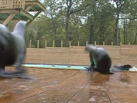 Les otaries du Zoo d'Amneville