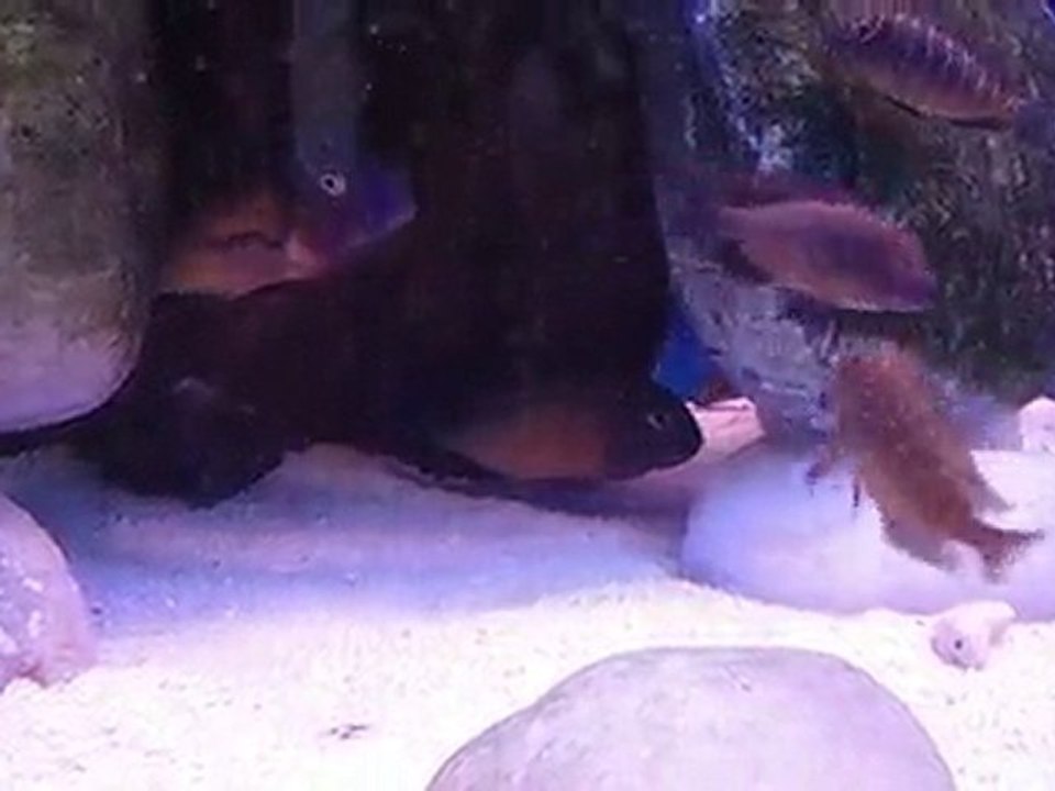 İlangi genel görüntü