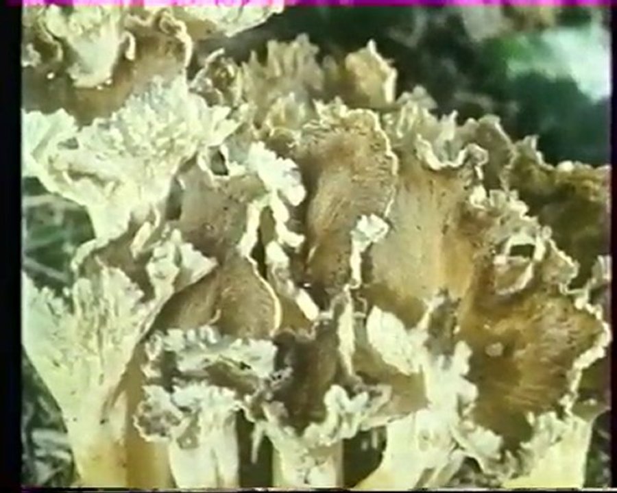 Les inventions de la vie 5 : Les surdoués mous 1