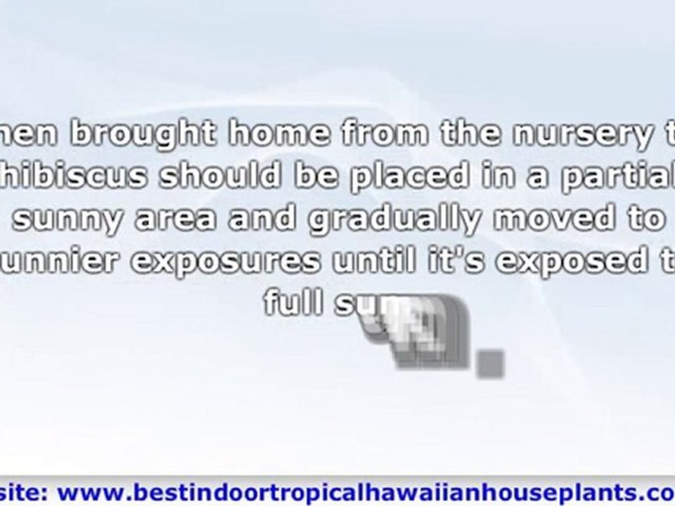 Growing Hawaiian Hibiscus Plants and Hibiscus Flowers