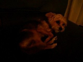 Fripouille au repas ratatouille