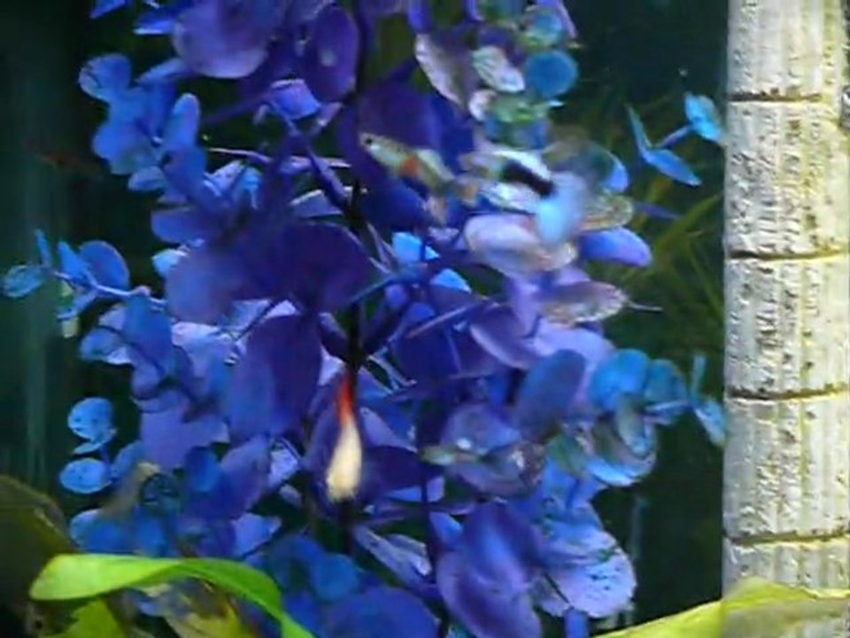 aqua