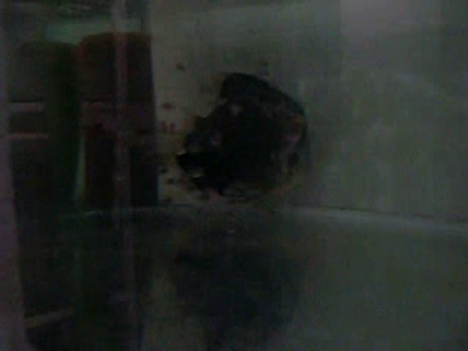 Alenquer Discus yavruları 3