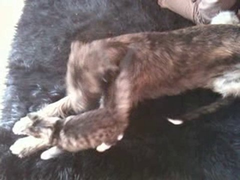 Chatterie des Zébulons : chaton norvégien Faragorn et Esmée