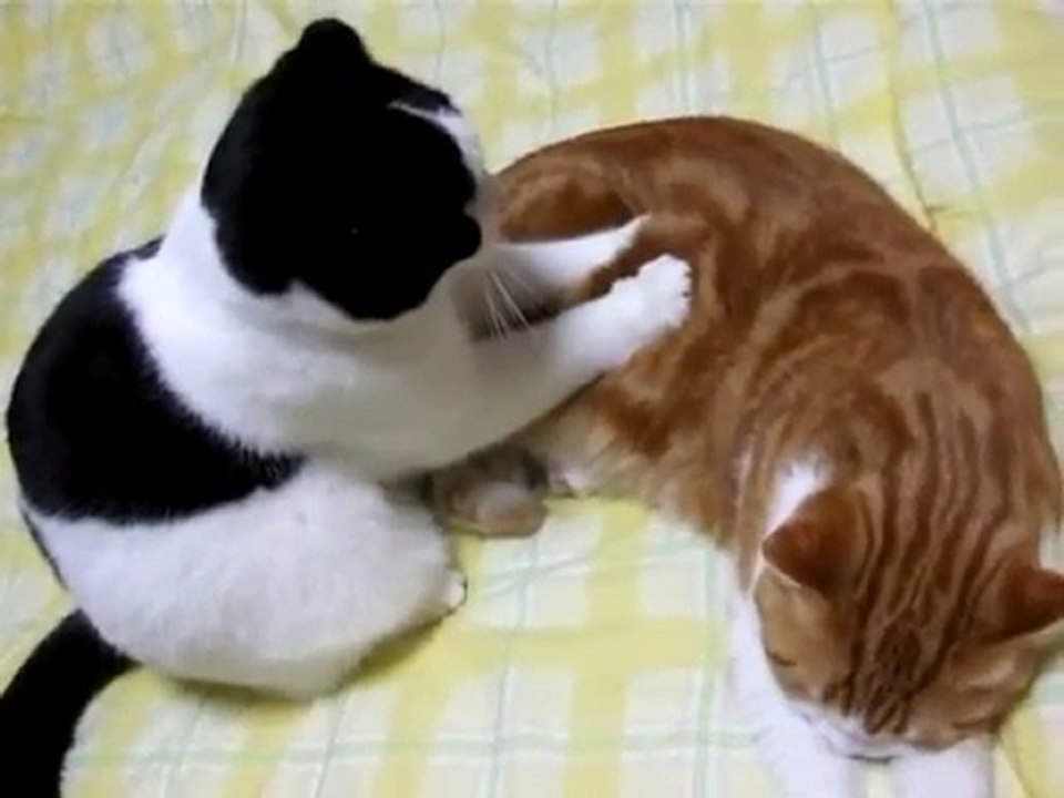 Kedi Masaji  Mest oldu biri meeesstt :) - Kitty Massage
