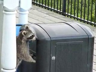 Un raton laveur aux chutes de Montmorency