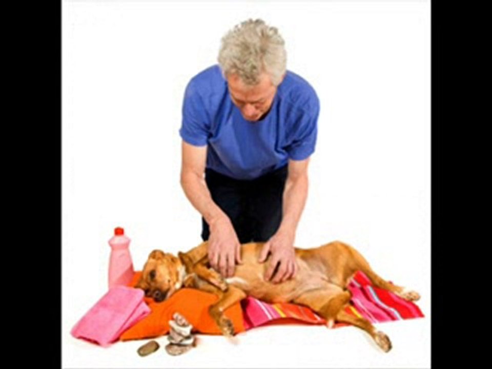Pet spa in Clovis, Ca, dog grooming, pet sitting