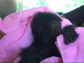 Baby Siamang going to Kalaweit