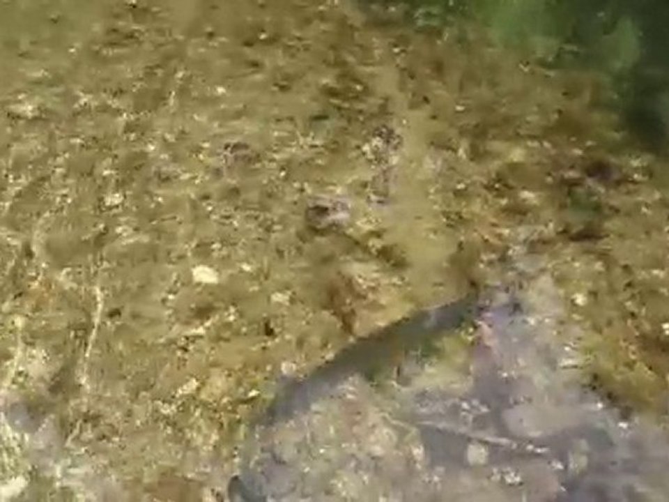 Ombre à la Nymphe à Vue