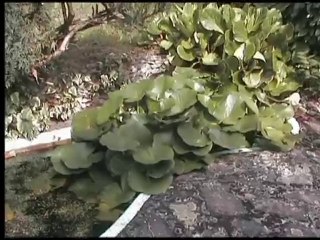 Un bassin aquatique...