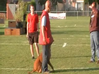 Cena au concours Ring de Bruay sur Escaut du 14 08 2010.