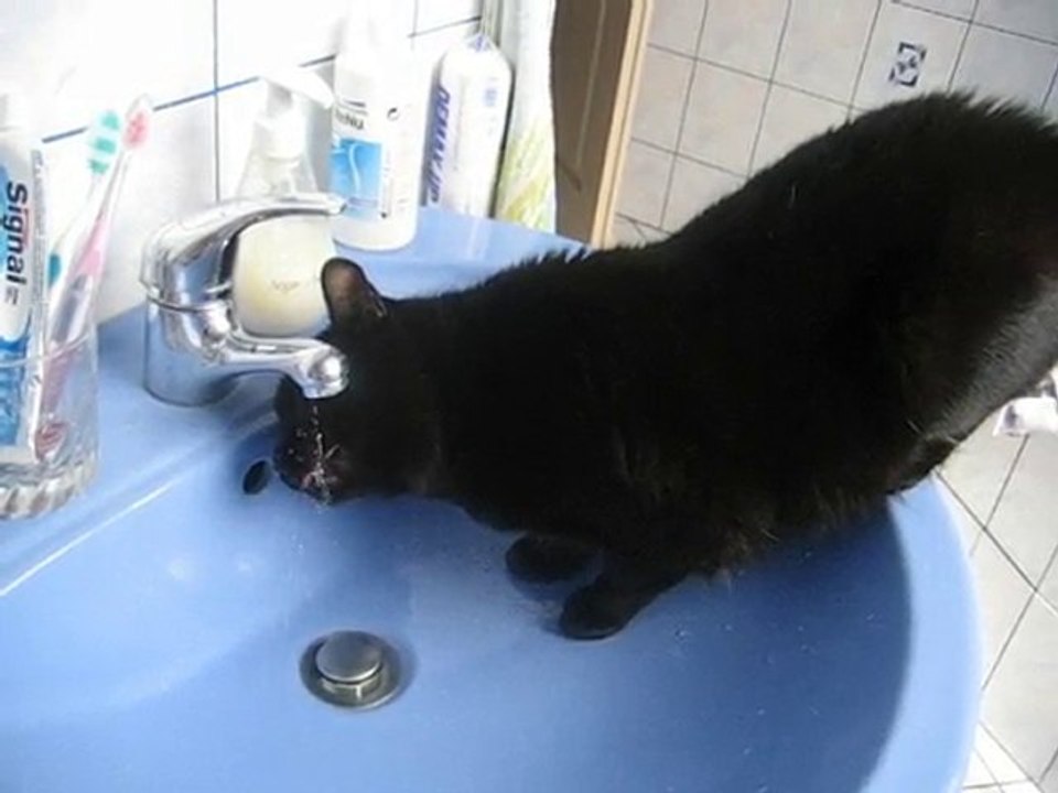 Fontaine pour chat!