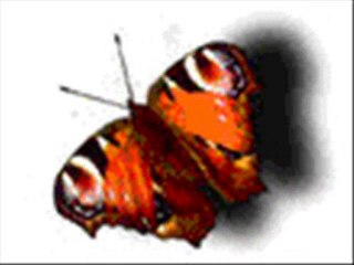 soner arıca_hadi beni öldur