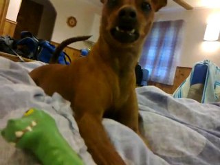 Astor när han blir ignorerad