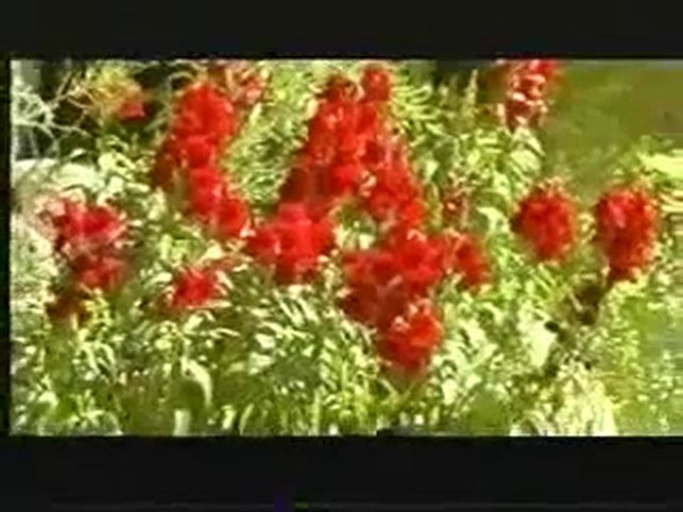 Seyyad Elizade-Beyaz Geceler