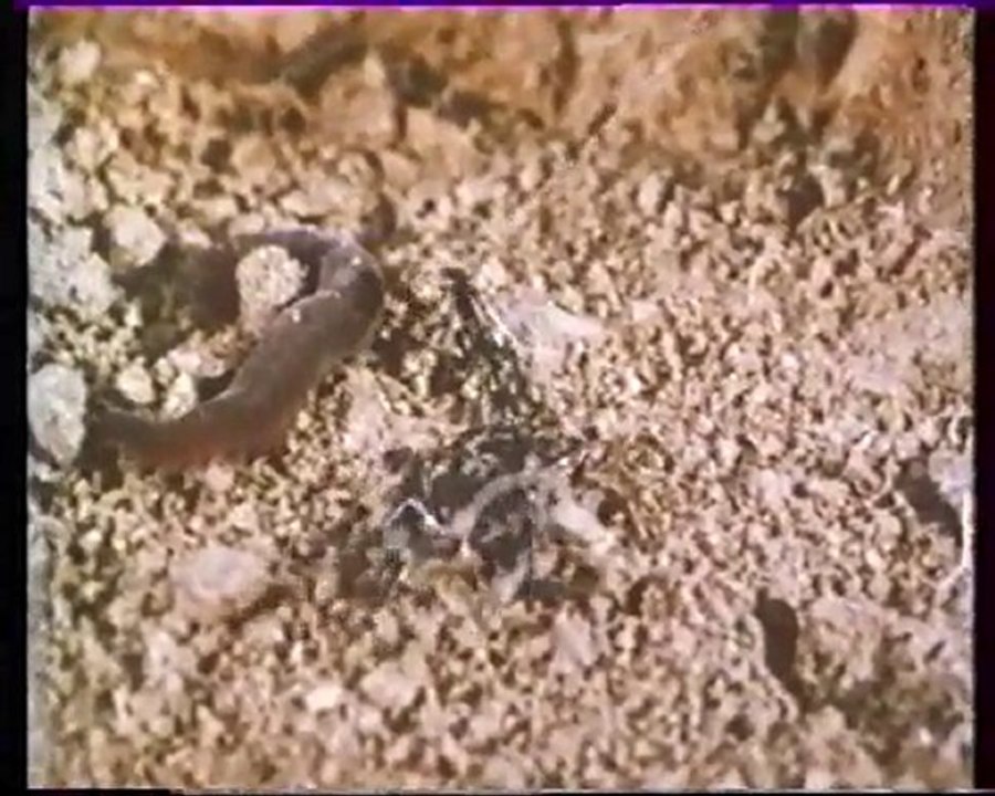 Les inventions de la vie 7 : Longtemps avant les papillons 1