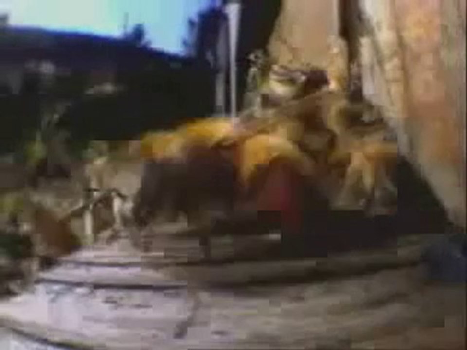 30000 Abeilles contre 30 frelons