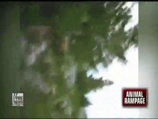 Bison attacks women in park