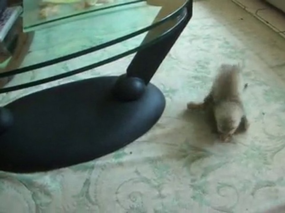 Touche pas à ma peluche !