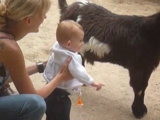 Zoo - Les chèvres 4